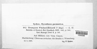 Uromyces fischeri-eduardi image